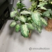 Smaller Desktop Silk Plants